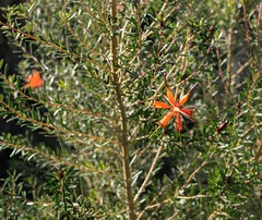 Lambertia inermis