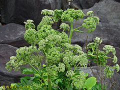 Angelica hirsutiflora