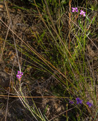 Boronia spathulata