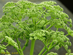 Angelica hirsutiflora