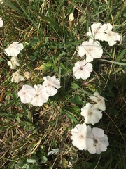Dianthus alpinus