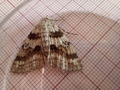 Ascotis fortunata