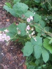Rubus