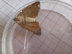 Ascotis fortunata