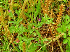 Centaurium japonicum