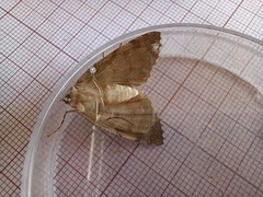 Ascotis fortunata