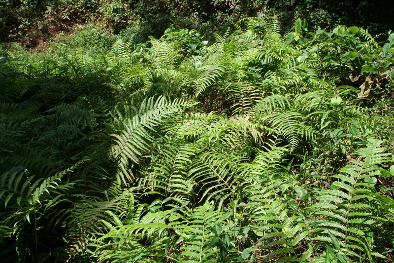 Cyclosorus striatus
