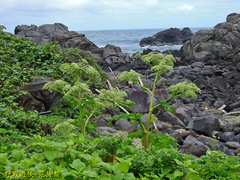 Angelica hirsutiflora