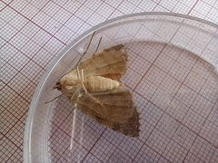 Ascotis fortunata