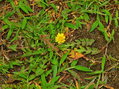 Taraxacum formosanum