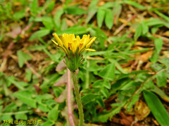 Taraxacum formosanum