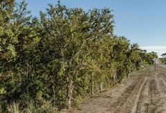 Melaleuca cuticularis