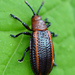 Goldenrod Leaf Miner Beetle - Photo (c) Jimmy Dee, some rights reserved (CC BY-SA), uploaded by Jimmy Dee