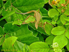 Takydromus viridipunctatus
