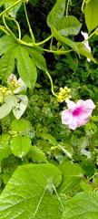 Ipomoea mauritiana