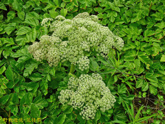 Angelica hirsutiflora