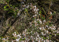 Leucopogon florulentus