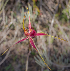 Caladenia decora