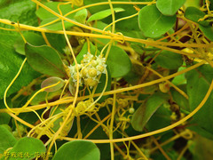 Cuscuta australis