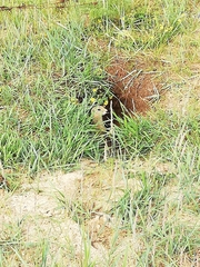 Urocitellus undulatus