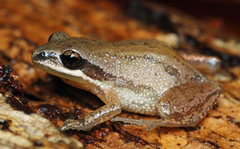 Pseudacris triseriata