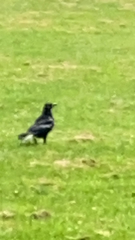 Corvus