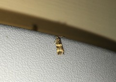 Celypha tiedemanniana