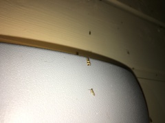 Celypha tiedemanniana