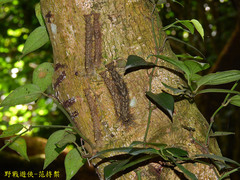 Lebeda nobilis