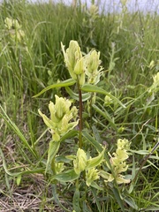 Castilleja pallida