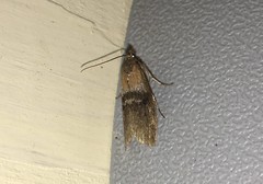 Sciota fumella