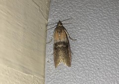 Sciota fumella