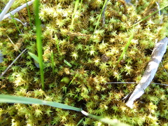 Leptodontium paradoxum