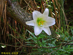 Lilium longiflorum scabrum