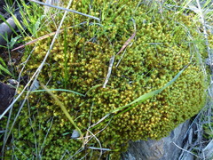 Leptodontium paradoxum