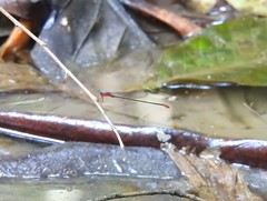 Teinobasis ruficollis