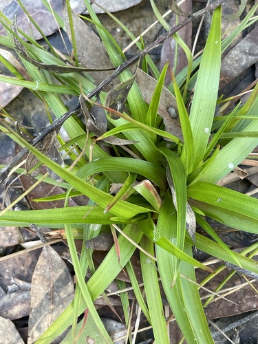 Juncus planifolius