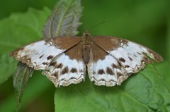 Harma theobene theobene