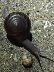 Helminthoglypta sequoicola