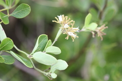 Cynanchum africanum