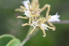 Cynanchum africanum