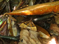 Ischyja marapok