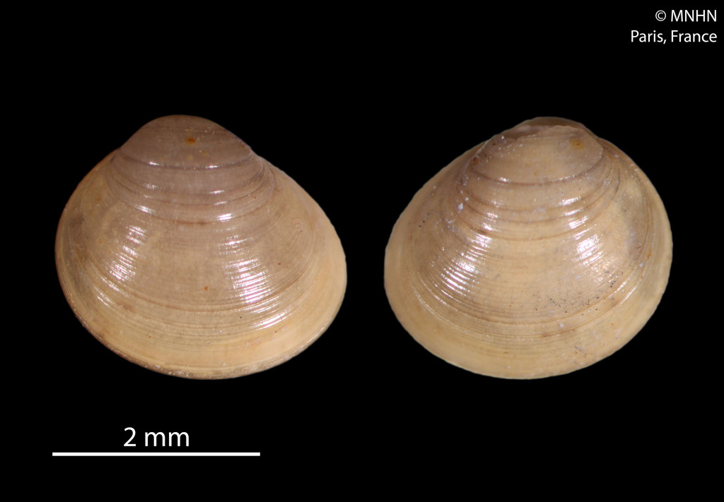 Euglesa