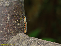 Euploea eunice hobsoni