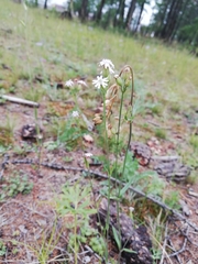 Silene linnaeana