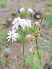 Silene linnaeana