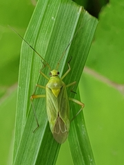 Calocoris