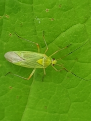 Calocoris