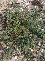 Atriplex littoralis