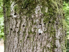 Lamprodila rutilans